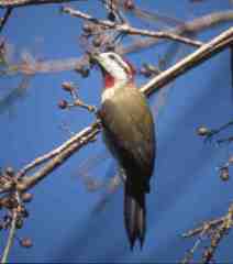 Cuban Woodpecker
